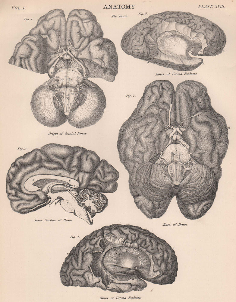 HUMAN BRAIN. Base. Inner surface. Fibres of Corona Radiata 1898 old print